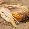 Sprijin de până la 333 lei/ha pentru fermierii afectați de secetă / Peste 553.000 de hectare cu porumb și floarea-soarelui sunt vizate de schemă