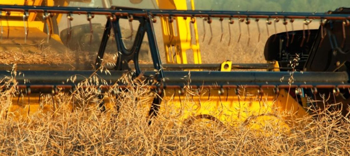 Recolta ridicată de rapiță consolidează poziția României la export / Constanța, hub regional pentru oleaginoase