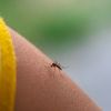 600.000 de țânțari modificați eliberați în grădini din SUA. Metoda ar putea reduce folosirea pesticidelor / Cum funcționează