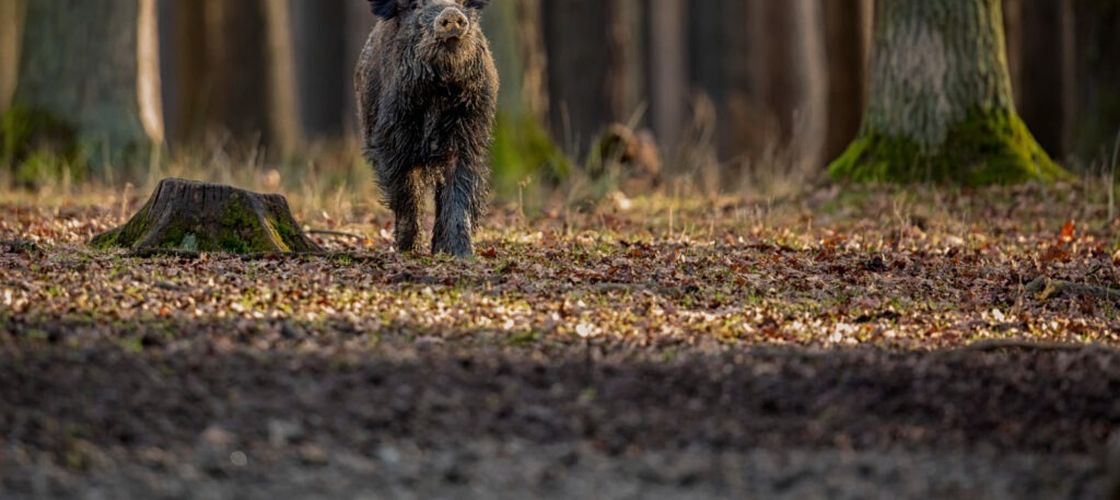 Tot mai mulți mistreţi în Delta Dunării/ DSVSA Tulcea atrage atenția că aceștia sunt vectori de transmitere a pestei porcine