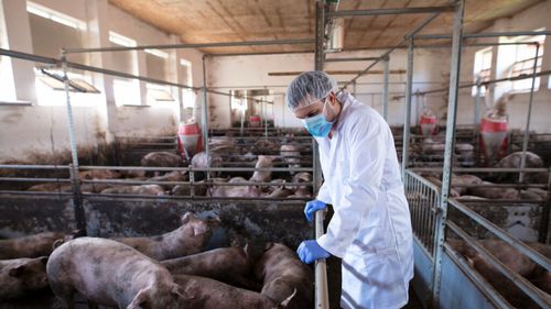 Creșterea intensivă a porcilor ajunge în centrul dezbaterii publice din Danemarca / Mai multe organizații cer ca alegerile să decidă viitorul industriei