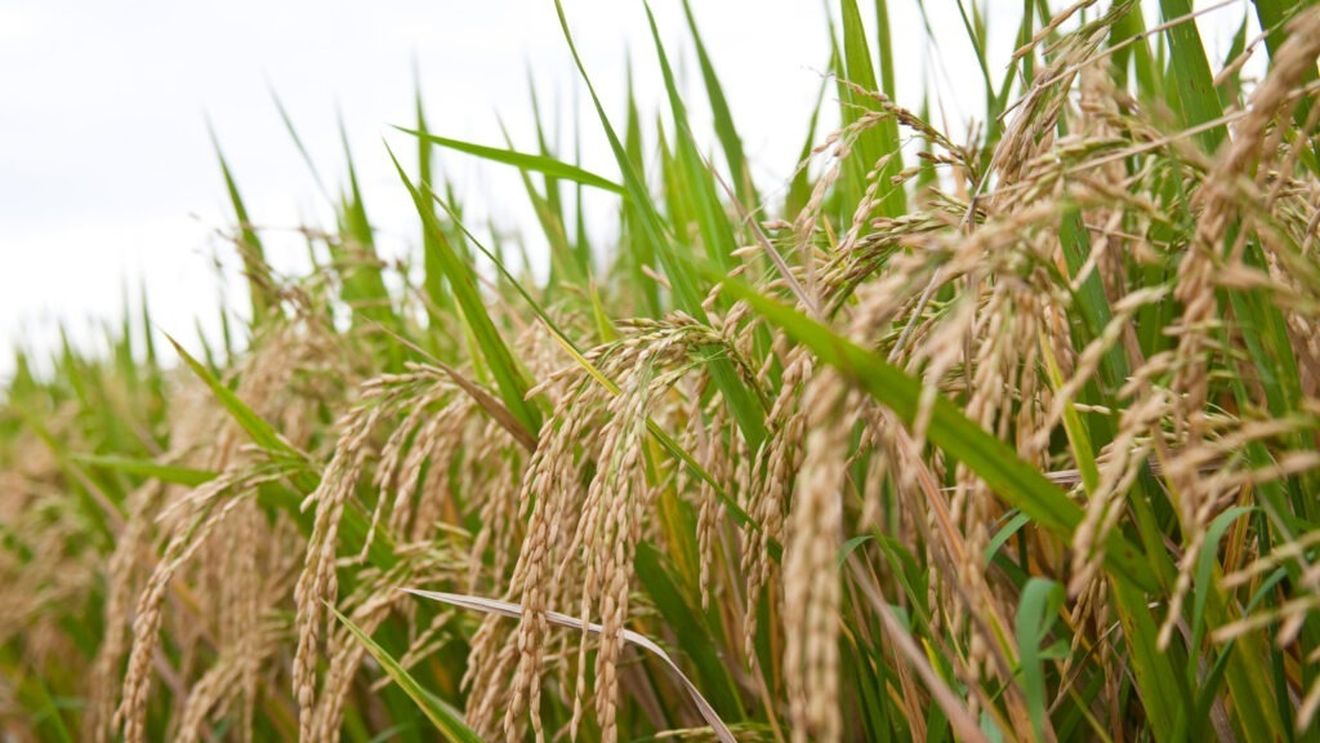 Schimbările climatice majore din ultimii ani fac posibilă cultivarea orezului în Marea Britanie / Ideea nu mai pare „un pariu nebunesc”