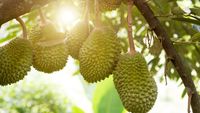 Fermierii vietnamezi renunță la cafea pentru durian. Cererea din China schimbă agricultura din regiune