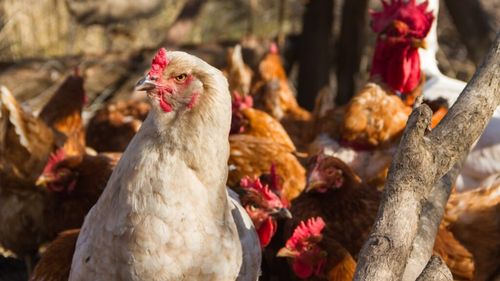 Carnea de cocoși castrați, delicatesa servită la casele regale/Claponul se găsește acum doar din import, la peste 300 de lei kilogramul