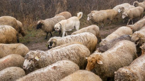 Cioban arestat după ce turma sa de oi a distrus un teren cultivat cu floarea soarelui în Alba/ Pagube de zeci de mii de lei