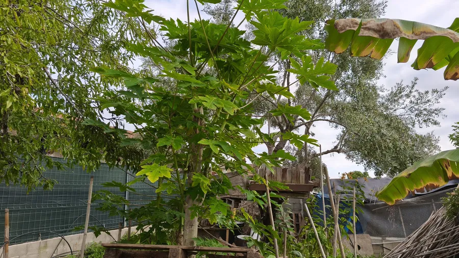cum-sa-cultivi-papaya-in-ghiveci-plantele-de-papaya