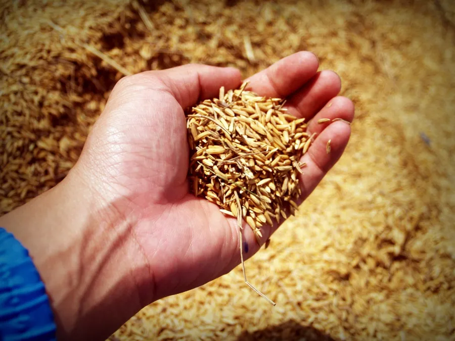 Atacurile din Marea Neagră pot bloca exporturile de grâu. Sursa foto: Pexels