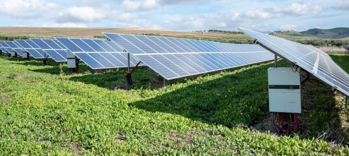 Cartofii pot fi cultivați sub panouri solare fără pierderi majore de producție / Studiu: gestionarea umbrei face diferența