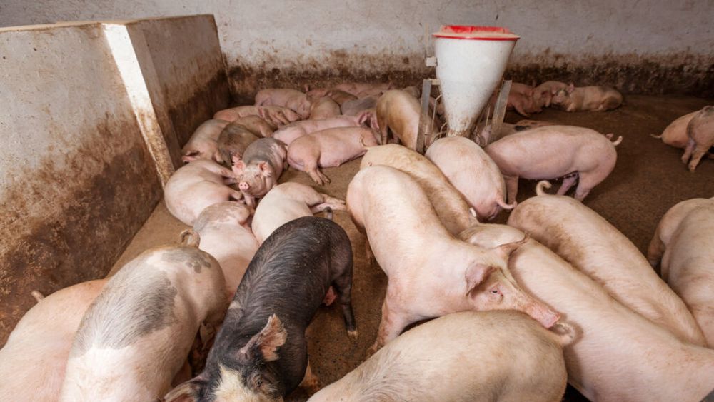 Sacrificările de porcine şi păsări au crescut, în august, dar s-au înregistrat scăderi la ovine, caprine şi bovine, conform datelor INS