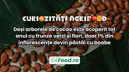 Curiozități agrifood - 15 iulie | Deși arborele de cacao este acoperit tot anul cu frunze verzi și flori, doar 1% din inflorescențe devin păstăi cu boabe din care se prepară ciocolata