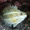 Grecia plătește pescarii să captureze peștele-balon, o specie extrem de toxică care invadează Marea Mediterană / Consumul lui poate fi fatal / Nu trebuie confundat cu peștele-iepure