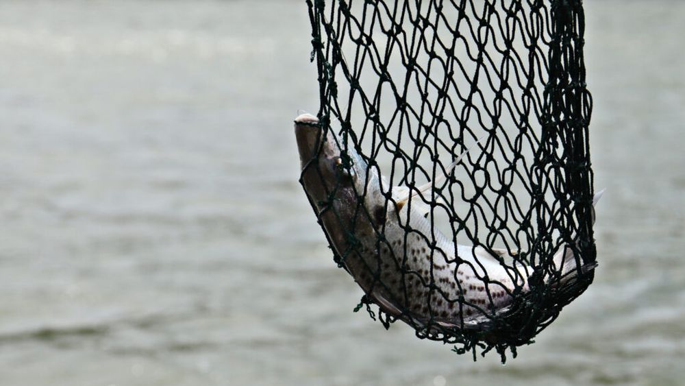 Tulcea: Cantităţile de peşte confiscate de la braconierii din Deltă, în scădere continuă