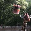 Înghețată pentru animalele de la zoo din Italia / Cum sunt protejate girafele, focile și hipopotamii din Roma în timpul caniculei