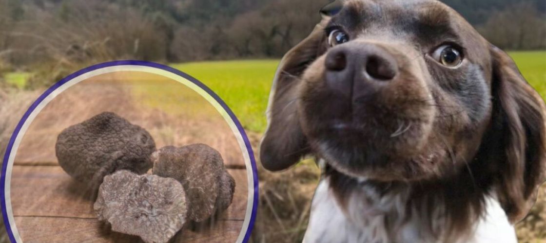 VIDEO | Cum arată o vânătoare de trufe în Spania. Am mers pe teren cu Duque, câinele dresat pentru „aurul negru”/ Un astfel de patruped poate ajunge la câteva mii de euro / Cum vânează trufele și ce antrenament primesc