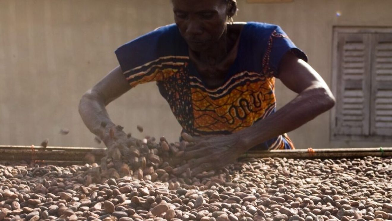 Producătorii de cacao din Ghana, majoritatea bătrâni, se plâng de veniturile scăzute în ciuda prețurilor record atinse de materia primă / Statul african, al doilea cel mai mare producător mondial