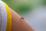 600.000 de țânțari modificați eliberați în grădini din SUA. Metoda ar putea reduce folosirea pesticidelor / Cum funcționează