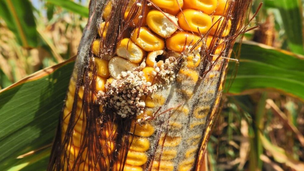 Tehnologia digitală, aliatul fermierilor în lupta contra dăunătorilor din culturile de porumb / Doi dintre cei mai periculoși dăunători – Ostrinia și Diabrotica – pot fi controlați eficient cu ajutorul modelelor de predicție și al monitorizării digitale