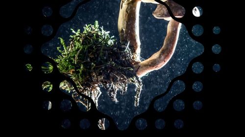 CIUPERCILE VIITORULUI: o firmă germană, finanțată cu cea mai mare sumă acordată vreodată în Europa pentru cercetare și producție în domeniu