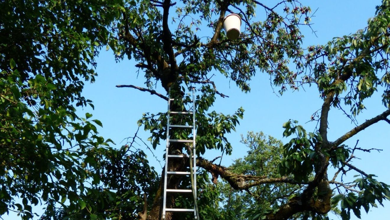 Culesul fructelor a trimis mai mulți oameni la spital / Medic din Iași: „Avem două perioade aglomerate la ortopedie: când este gheață afară și când se culeg pomii”