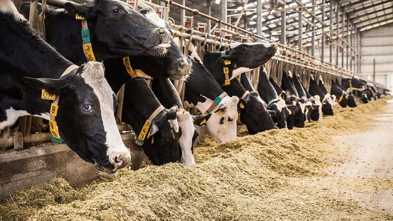 Alertă în SUA! Gripa aviară s-a răspândit la 27 de ferme de lapte din statul Washington, în doar 3 săptămâni!