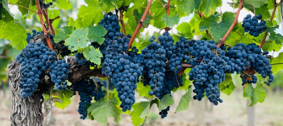 Incendiile din Franța pun în pericol producția de vin. Viticultorii se tem că recolta va avea gust de fum