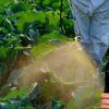 VIDEO | Romeo Șoldea, Autoritatea Națională Fitosanitară: „Autorizațiile de urgență nu trebuie să devină o practică obișnuită în agricultură”