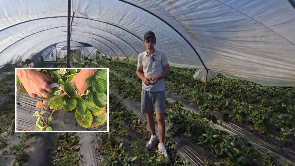 FOTO - VIDEO | Cum și de ce se face toaletarea plantelor de căpșun remontant, adică plante care produc fructe începând din primăvară până toamna târziu / Dorin Leșe, cultivator: „Când de face curățarea, planta primește semnal că trebuie să înceapă din nou să producă”