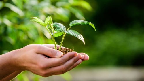 Avem 14.000 de operatori înscrişi în agricultura ecologică şi aproape 700.000 de hectare, declară Viorel Morărescu, director MADR