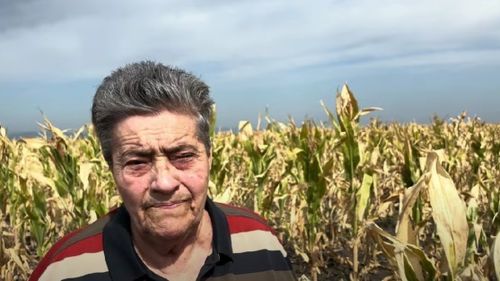 Agricultură în Vrancea, un nou pol al secetei: „Abia am cules trei saci de porumb / Din cauza arșiței, nu s-a produs fecundarea”, Tudora Vișan, președinte asociație agricolă, jud. Vrancea