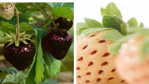 Căpșuna albă, căpșuna neagră. Pare un nume de film, dar sunt de fapt varietăți mai puțin obișnuite de căpșuni de prin alte colțuri ale lumii