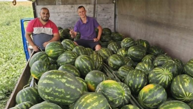 FOTO – VIDEO | Lubenița de Gottlob cucerește Londra. Primul TIR cu pepeni din celebrul brand bănățean a ajuns în magazinele românești din capitala Angliei