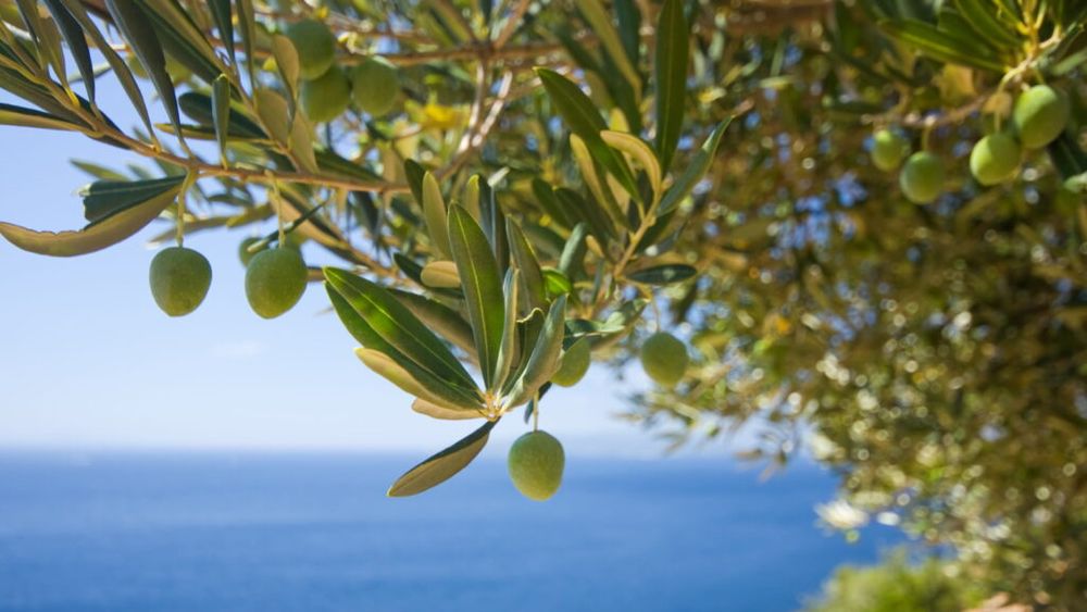 Frunzele de măslin ar putea avea beneficii pentru sănătate, sugereaza cercetări recente / Conțin un antioxidant puternic care se regăsește și în măsline și în uleiul de măsline, dar în cantități mai mici