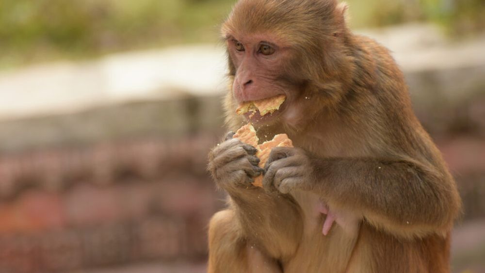 De ce mănâncă pământ maimuțele din Gibraltar / Turismul și junk food-ul le schimbă comportamentul