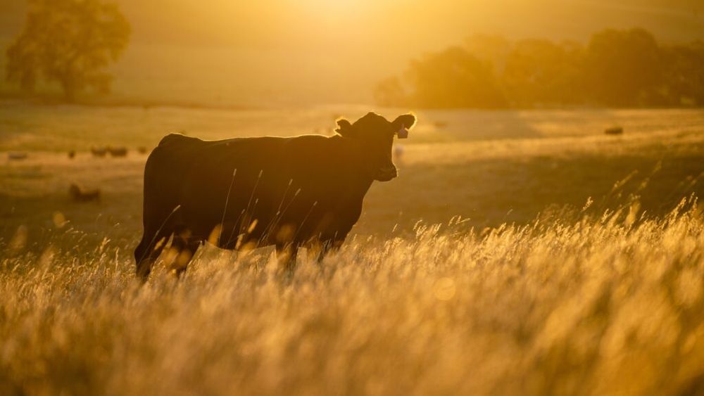 Seceta și canicula afectează culturile agricole din Europa. România, printre țările lovite de lipsa ploilor