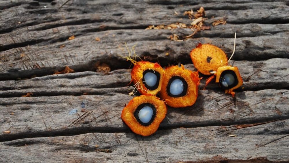 Ce ar trebui să știi despre uleiul de palmier/Metodele prin care este obținut sunt extrem de nesustenabile/Contribuie la încălzirea globală