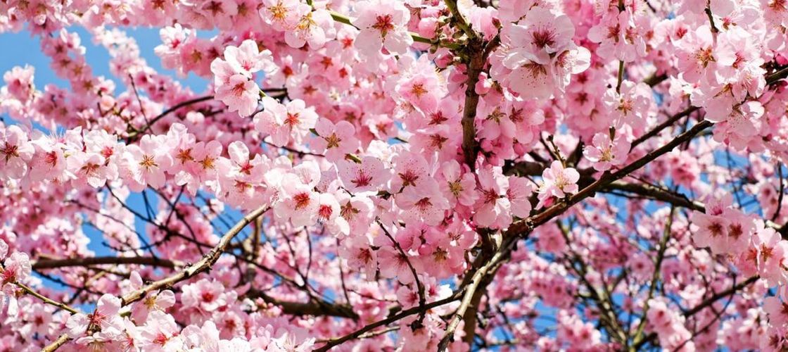 Sprijin de 58,5 milioane de lei pentru pomicultorii români afectați de înghețul din 2025