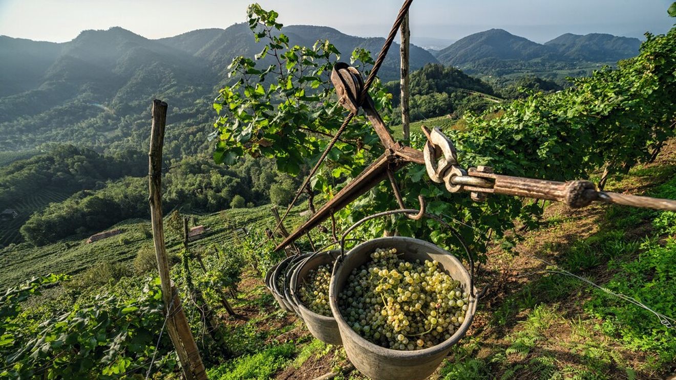 Prosecco premium din Italia începe să concureze Champagne: regiunea puțin cunoscută care schimbă regulile jocului / Ce face diferit Conegliano Valdobbiadene