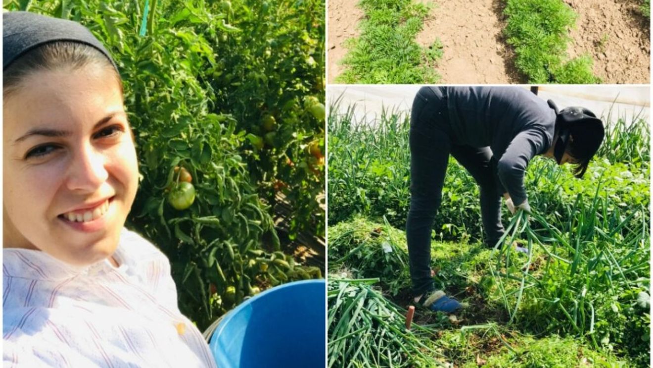 O familie de agricultori din Băleni produce legume fără pesticide și insecticide. Fiica lor vrea să continue tradiția, mai ales că ea și fiul ei sunt alergici la aceste substanțe chimice / Mădălina: „Nu am de gând să livrez către marile magazine, pentru că acolo ai nevoie de cantitate. Nu vreau să stric calitatea pentru cantitate”