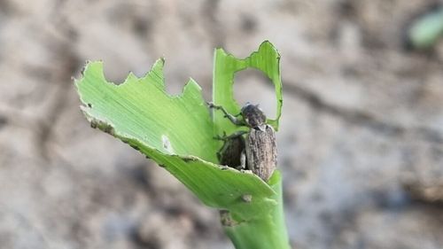 România a desemnat un expert entomolog în cadrul EPPO pentru elaborarea standardului tehnic privind Tanymecus dilaticollis: „E un moment istoric pentru agricultura din sud-estul Europei”