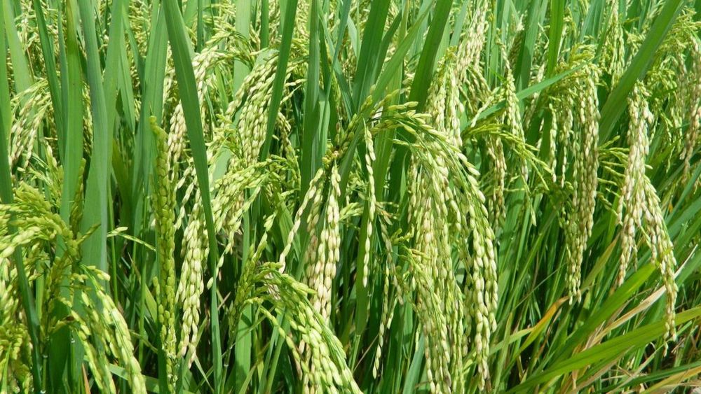 Italia se confirmă cel mai mare producător de orez din Europa. 13% este exportat în Statele Unite, care intenționează să introducă taxe vamale