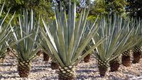 Vinul pierde teren în California / De ce unii viticultori vor să înlocuiască vița-de-vie cu agave