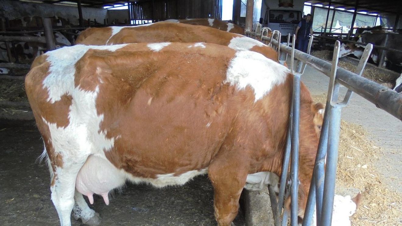 Piața laptelui și a produselor lactate: Uniunea Europeană acoperă peste 50% din exporturi la nivel mondial; care sunt primele 15 state exportatoare