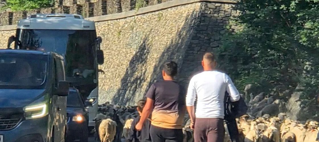 FOTO | Un ciobănaș „cu câteva sute de oi” a blocat traficul pe Valea Oltului. Reacția internauților: „În câțiva ani doar la Zoo o să mai existe”