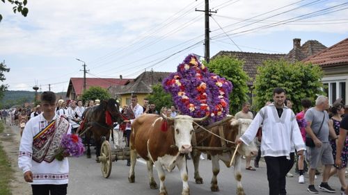 Vechi obicei agrar de Rusalii - „Împănatul boului”, perpetuat de locuitorii din zona Becleanului/ I se mai zice și „înstruțatul” boului