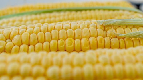 China încercă să producă porumb cu procent mai mare de proteine. Noul produs este considerat un pas spre reducerea importului de soia pentru nutrețuri