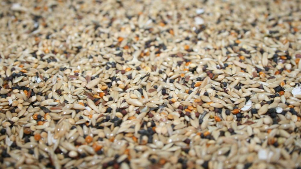 Cine controlează aprovizionarea cu alimente în Canada / Dezbaterea legislativă privind reutilizarea semințelor reaprinde tensiunile dintre fermieri și marile companii de biotehnologie agricolă 