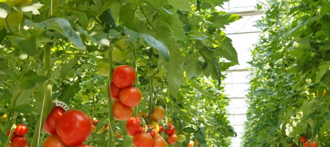 Analiză Economedia: De ce au dispărut legumele românești din sezonul rece. Serele s-au redus de aproape opt ori după 1990