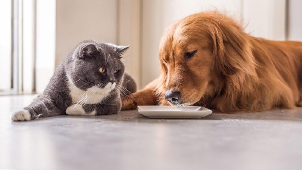 Top 10 alimente sănătoase pentru câini și pisici: Ce să le oferi pentru o dietă echilibrată