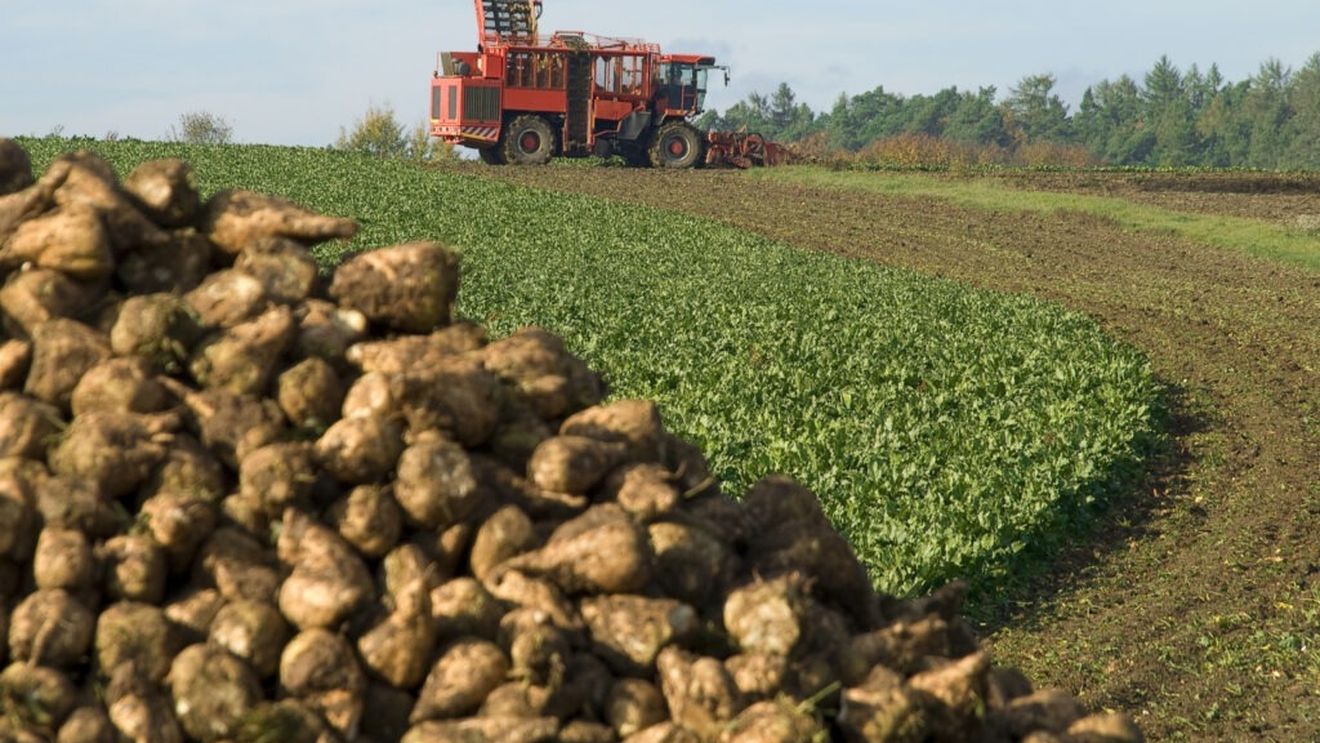 Acordul UE-Mercosur alarmează sectorul european al zahărului / UE se teme de un val de zahăr sud-american, în timp ce țările Mercosur au o producție uriașă, orientată spre export