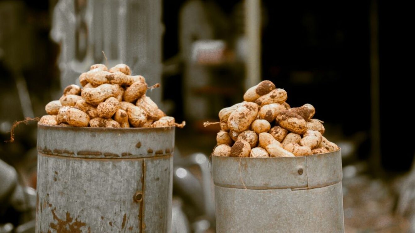 Australia lansează un tratament de referinţă împotriva alergiei la arahide în rândul copiilor